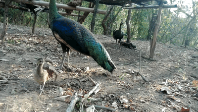 云南密林深处,绿孔雀"宝宝"出山了