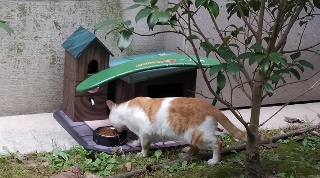 打造成小房子的模样,旨愿每一只流浪猫都会有一个温暖的家遮风避雨,能