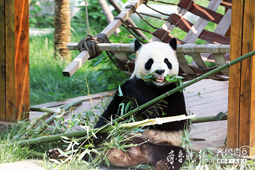 3000多頭野生動物,魯南,蘇北最受歡迎的城市動物園在這裡|臨沂動植物