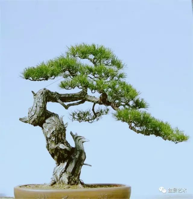 盆景美图松柏盆景欣赏