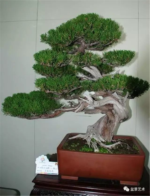 盆景美图松柏盆景欣赏
