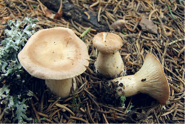 荒野维生野菜系列——大杯伞