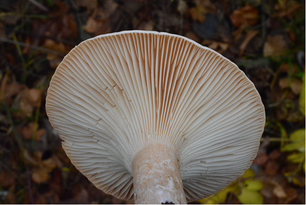 荒野维生野菜系列——大杯伞