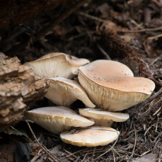 荒野维生野菜系列——大杯伞