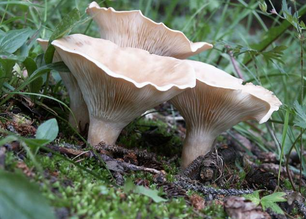 荒野维生野菜系列——大杯伞