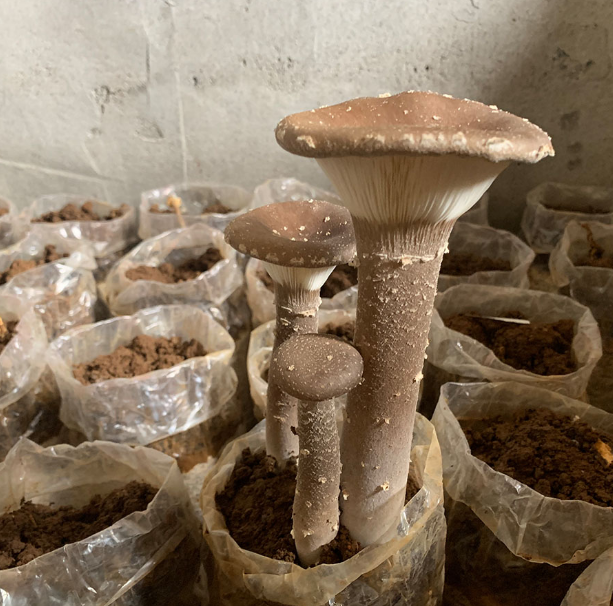 猪肚般的滑腻,因而又被称为笋菇和猪肚菇您吃过大杯伞这蘑菇美食吗?