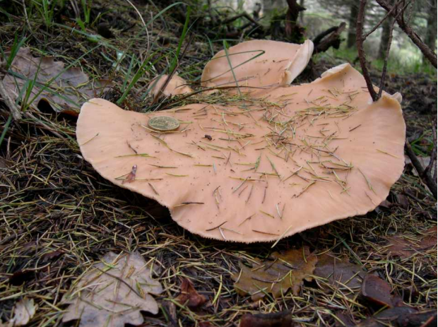 荒野维生野菜系列——大杯伞