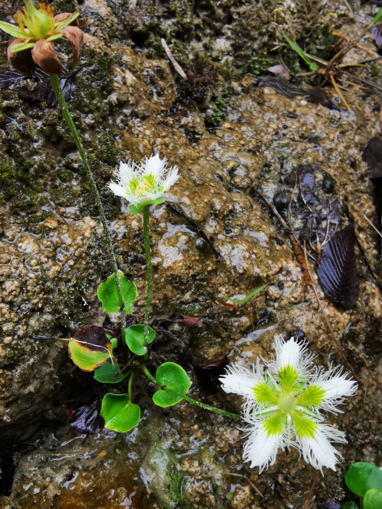 花垣这处异水能"闻歌起舞",新华社关注了