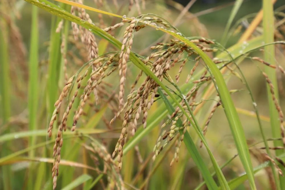 元阳的173种水稻品种你认识几种