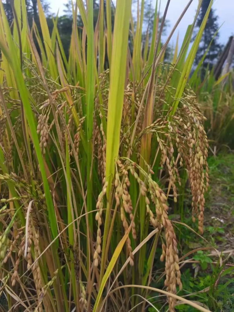 元阳的173种水稻品种你认识几种