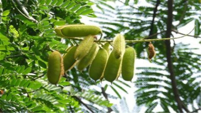 以前随处可见的它是治疗飞蛇病的良药现在30元一斤成稀罕货