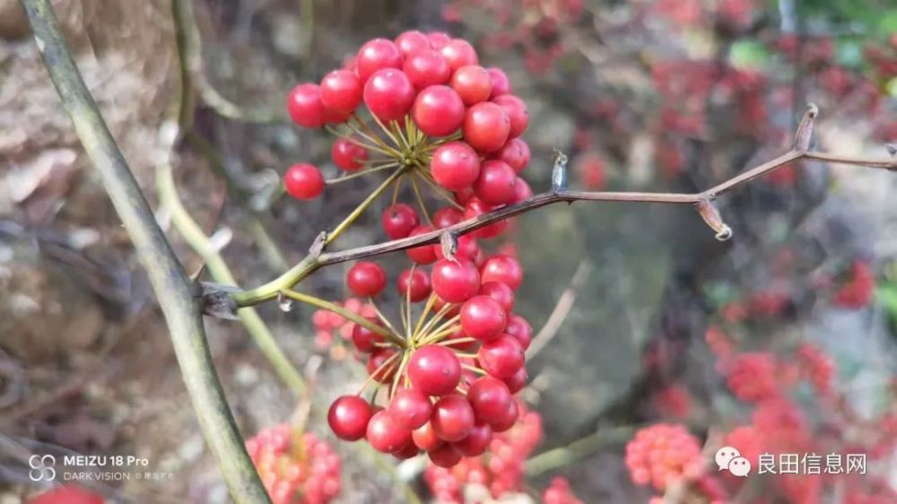 良田山野的馈赠上山采摘马甲子回味小时候的乐趣