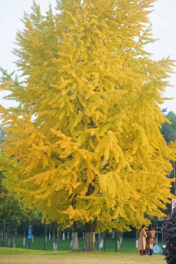 温 暖但秋意未尽虽已立冬都不抵满地银杏叶来的真实我想尽所有关于