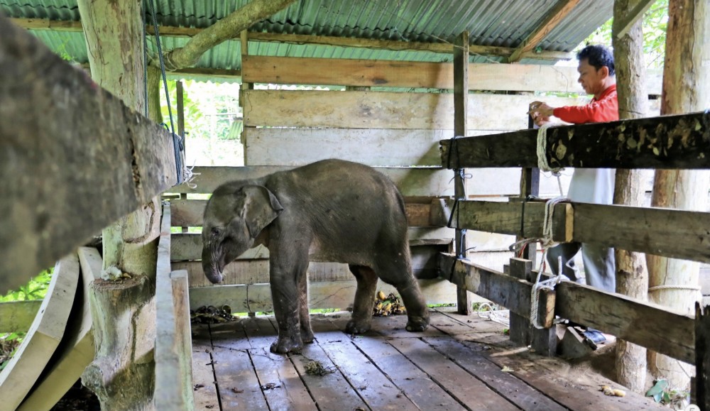 印尼一只断鼻小象不治身亡引发全球关注濒危动物保护