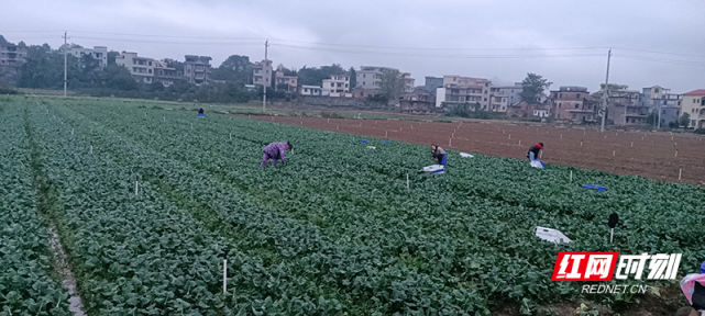 下車村湘江源蔬菜基地上,幾十個村民在綠油油的菜地裡正忙著採摘最新