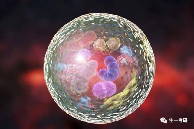 ②溶酶体对细胞内组分的利用是和膜融合后利用自身酶来降解.