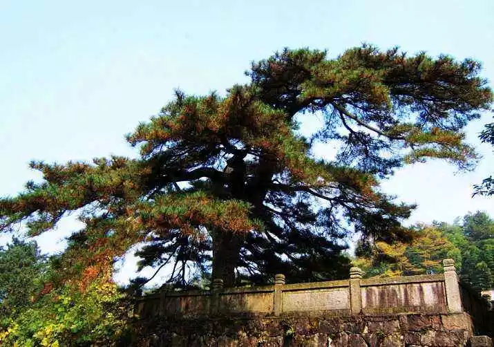 中國十大名樹華夏風土來自大自然的饋贈