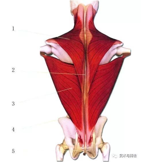 菱形肌 3.棘上韌帶 4.下後鋸肌 5.豎脊肌 6.胸腰筋膜 7.