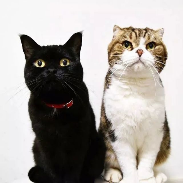 谁说黑猫不可爱!这位霓虹铲屎官镜头里的黑猫,简直就是小天使