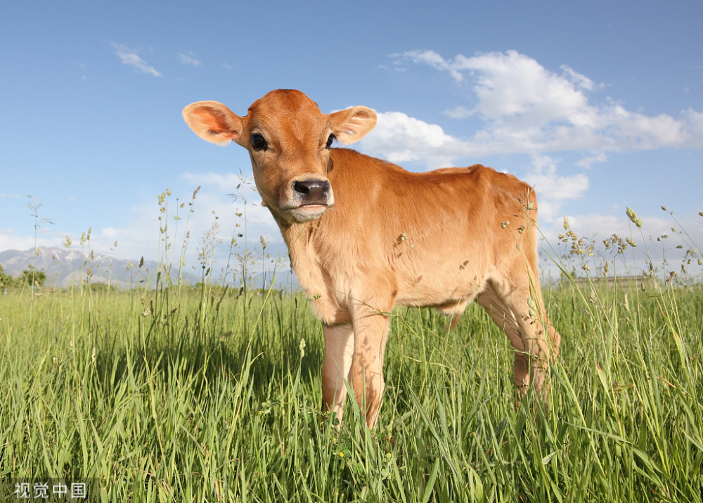 新生犊牛喘什么原因喘气喘得厉害怎么治牛喘气治疗几天能好