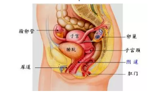 13岁女生肚子爬满妊娠纹隆起似孕八个月医生检查后妈妈当场吓懵