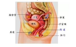 当出现以下几种情况时,就要考虑去医院检查卵巢:腹围增粗月经紊乱腹部