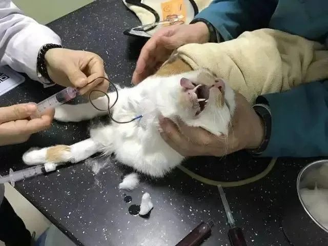 血猫给贵猫续命的贱猫