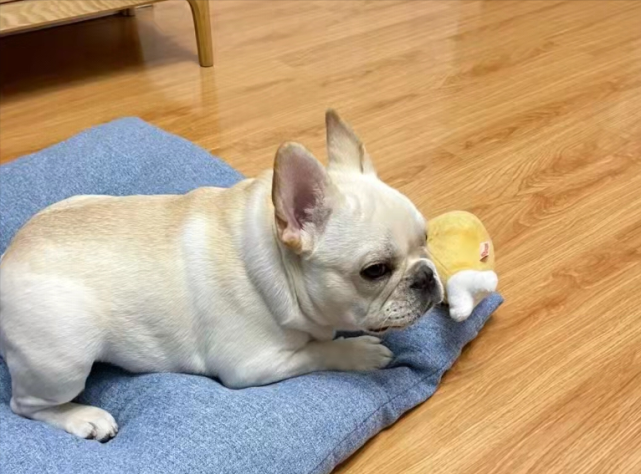 你知道法国斗牛犬身上发臭的原因是什么吗,家里有法斗的注意了