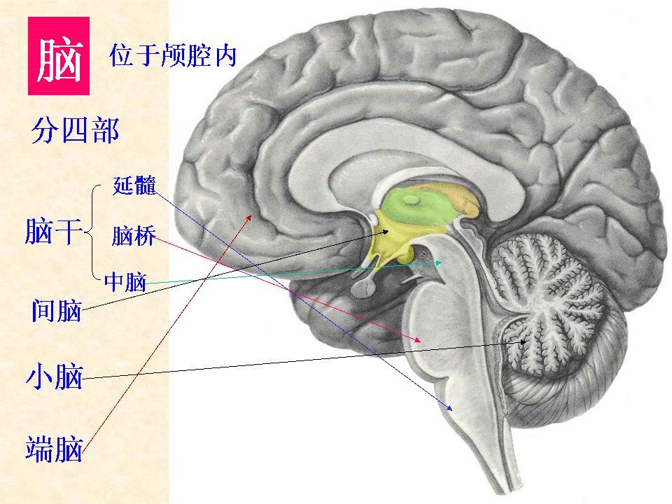 中樞神經系統解剖:腦幹,小腦及間腦