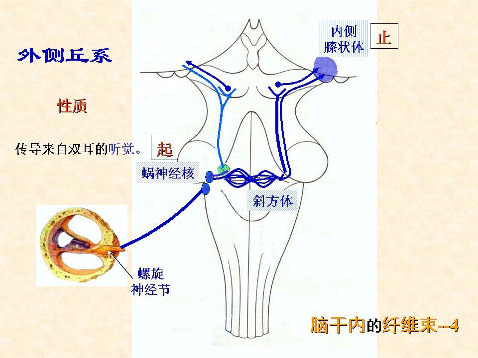 腦神經核與12對腦神經對應,與腦幹相連的腦神經有10對,所以在腦幹深面