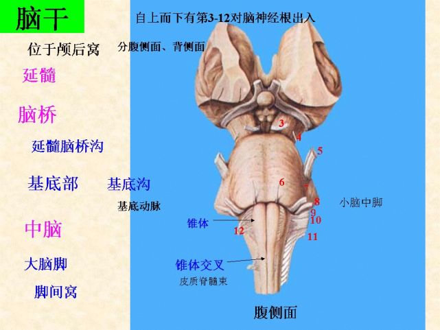 中樞神經系統解剖腦幹小腦及間腦