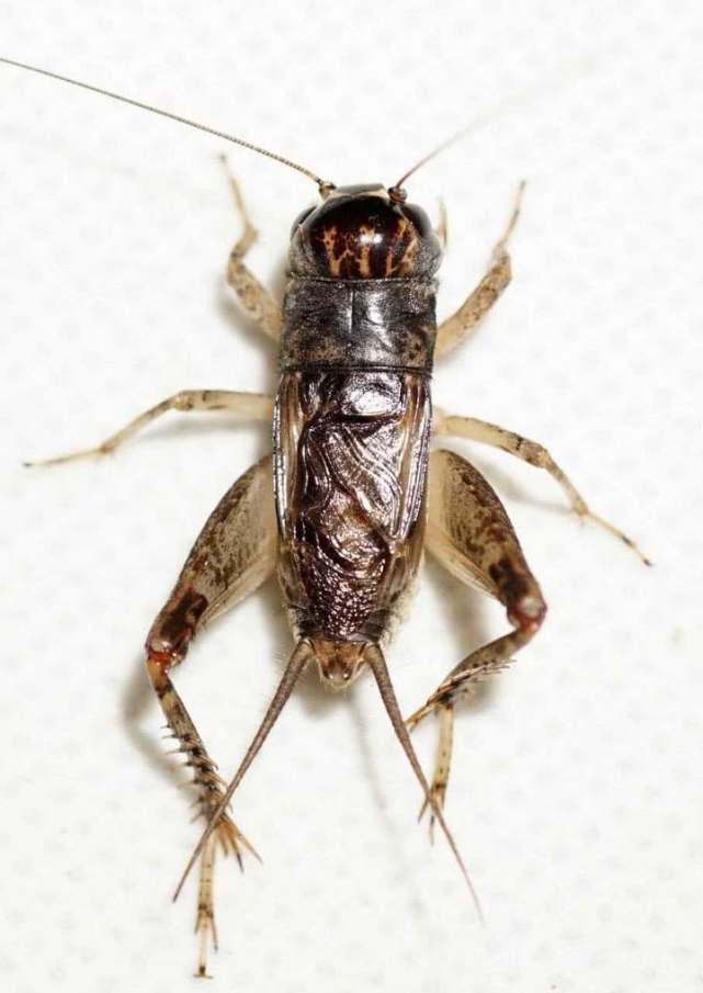 蟋蟀的弓的图片图片