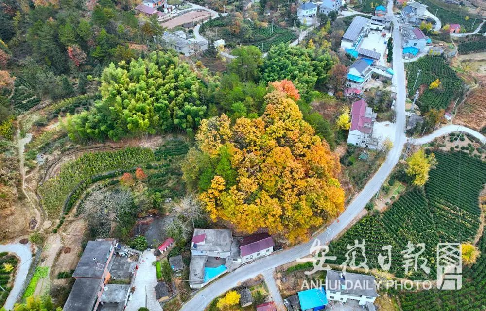 岳西县中关镇北山村.岳西县中关镇北山村.岳西县中关镇北山村.