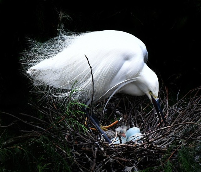 候鸟在四川92翩翩起舞的白色精灵