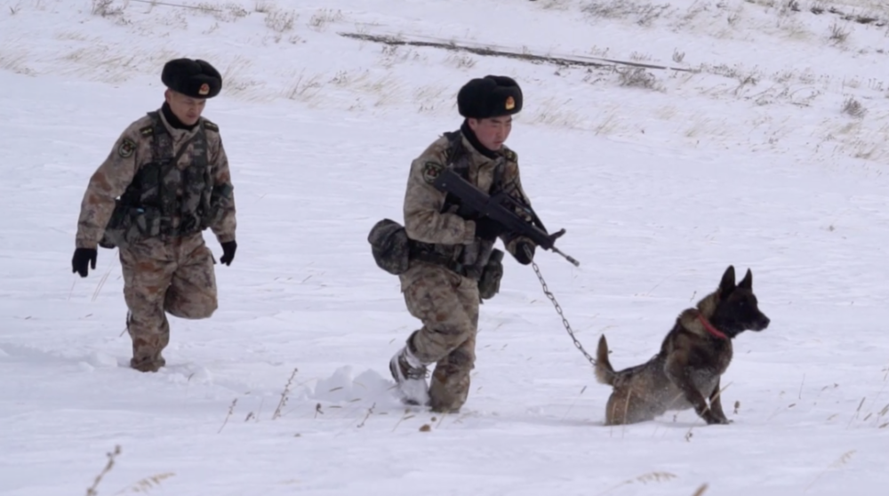 可猛可萌邊防軍犬上班時vs下班後