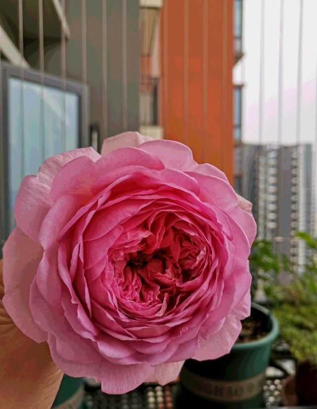 月季"肯特公主—颜值高,花香浓,四季勤开花,院子阳台都能养