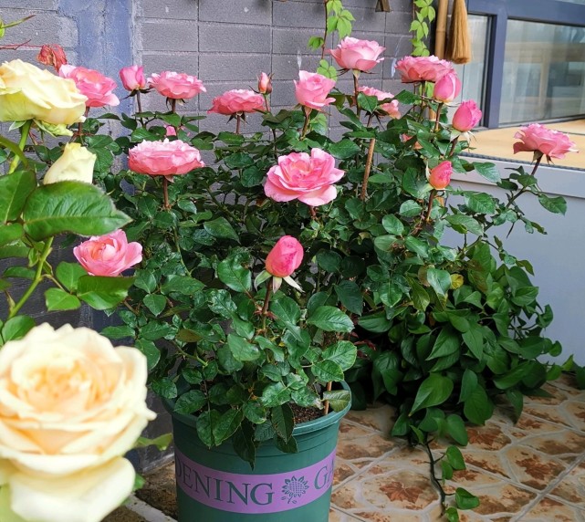 月季肯特公主颜值高花香浓四季勤开花院子阳台都能养