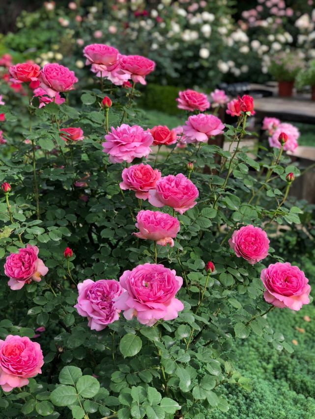 月季肯特公主颜值高花香浓四季勤开花院子阳台都能养