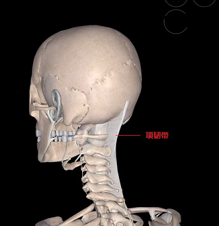 项韧带起于所有颈椎的棘突,止于枕外隆突和枕外嵴,主要成分为弹力纤维