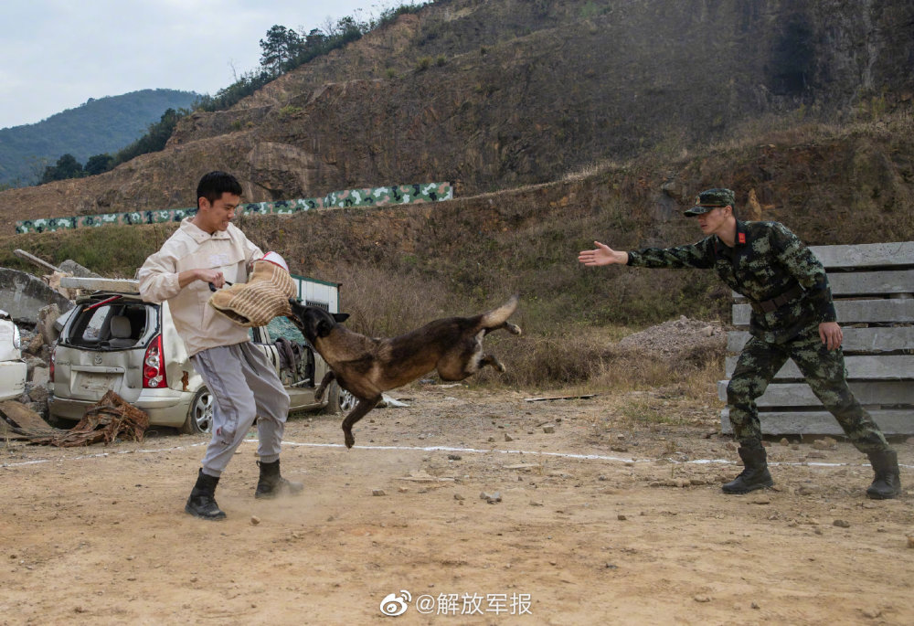 解放军军犬图片