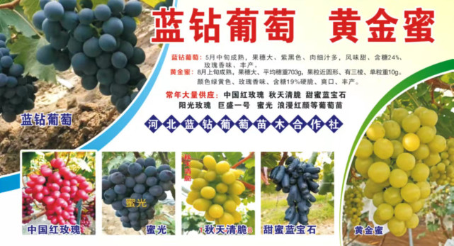 你真的知道浪漫红颜葡萄苗的品种特性吗