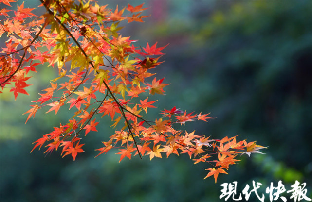 南京中山植物园红了!60多种枫树展别样枫情