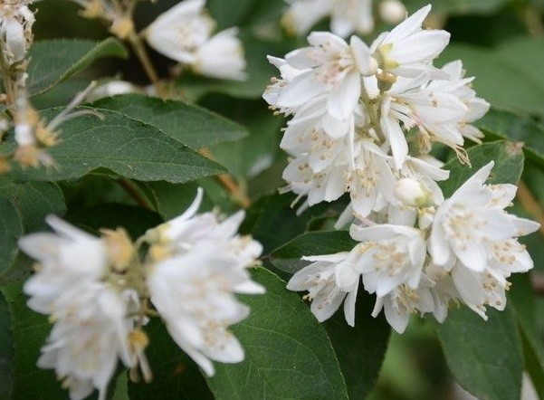 白花满树洁净素雅溲疏