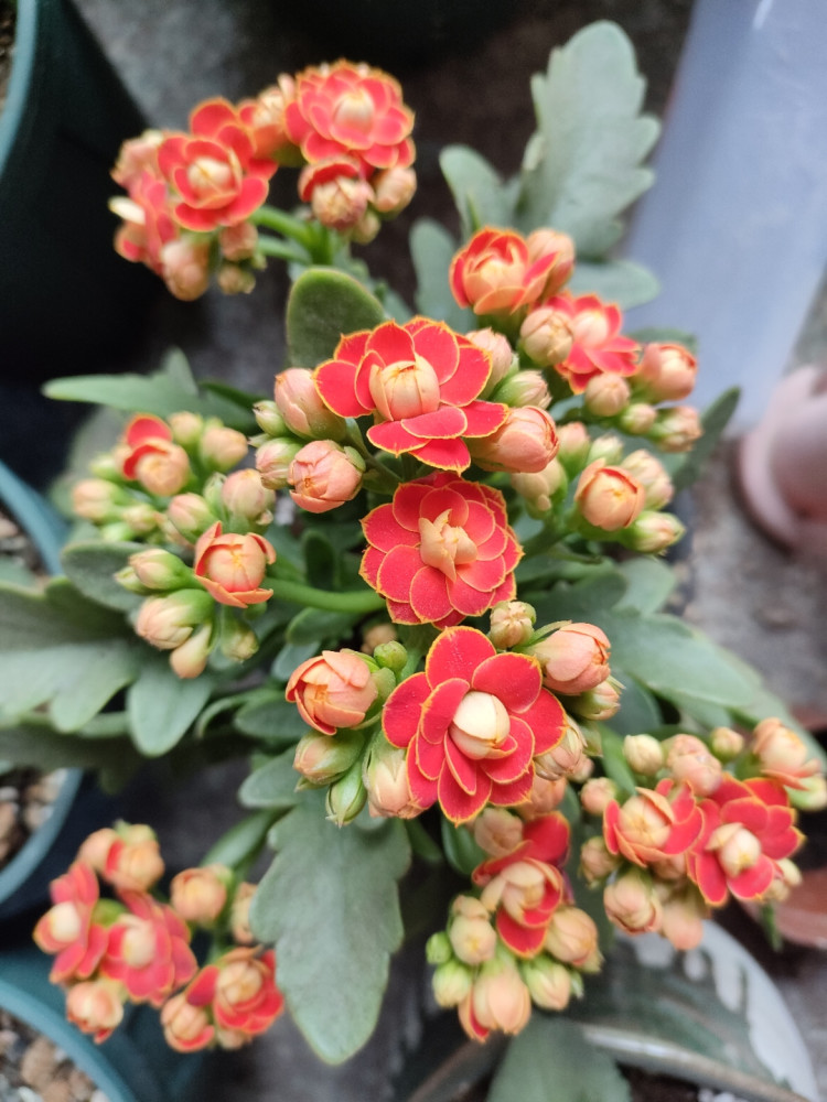 24种 适合冬天种植的花草 现在种 来年春天花开满园 腾讯新闻