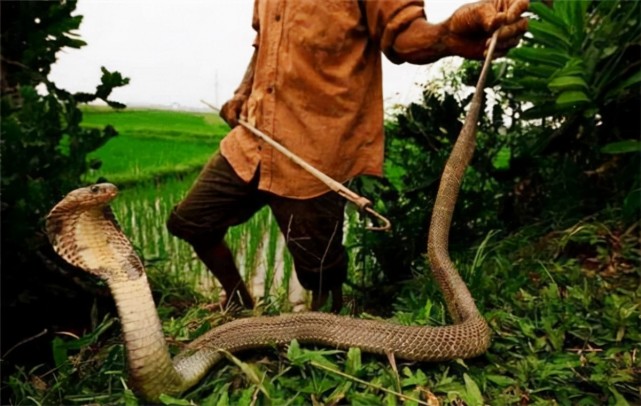 他被蛇"追杀"5年,曾打死73条毒蛇,当年到底发生了什么?