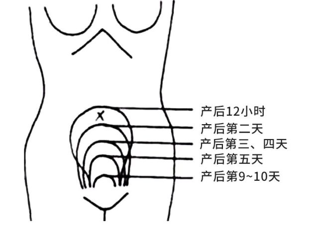 婦幼科普子宮復舊產後恢復的首要任務