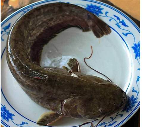 快看汤河里有这么多鱼