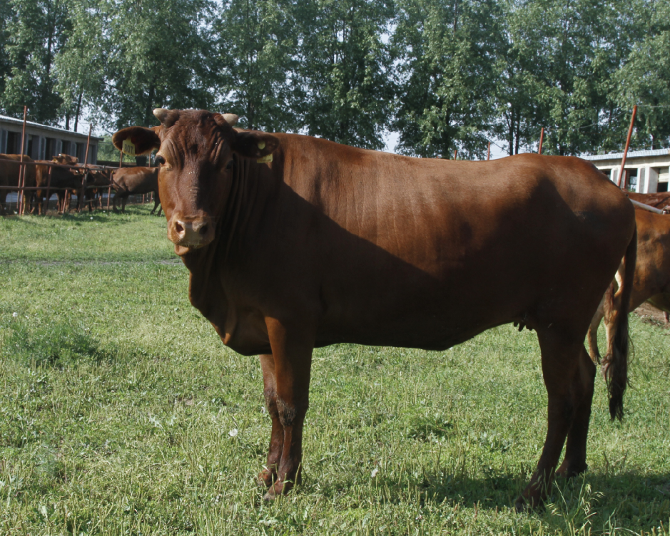 乡村振兴 携手同行|每日推荐:甘肃特色产品——泾川县平凉红牛