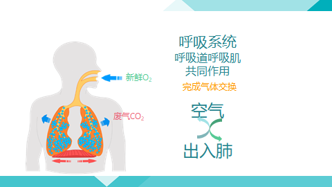 【權威營養學】第4課:認識呼吸系統