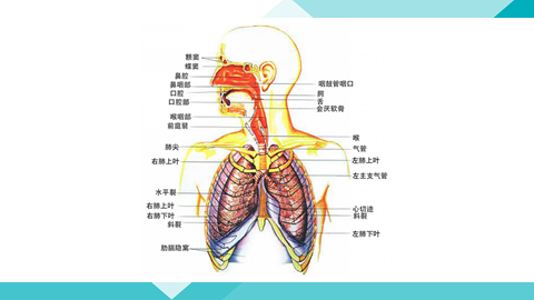 漂浮的粉塵,也可能會隨著呼吸運動進到身體的內部,內部就有一個免疫